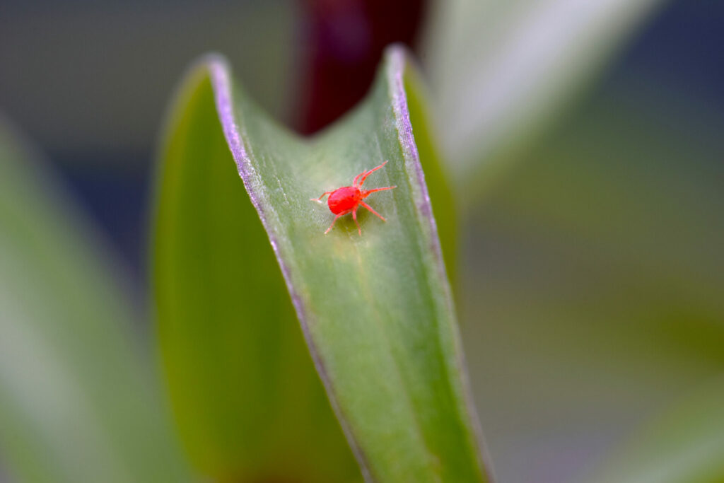A Guide to Clover Mites How To Identify Tiny Red Bugs