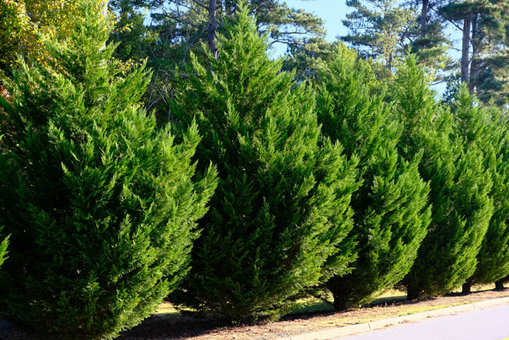 image of leyland cypress trees