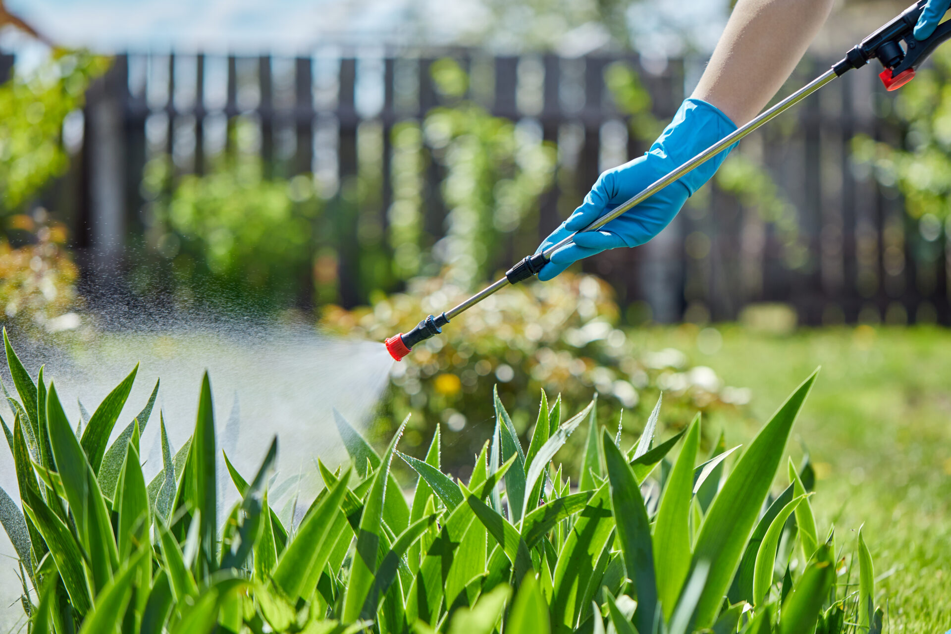 spraying plants with pesticide on a sunny day