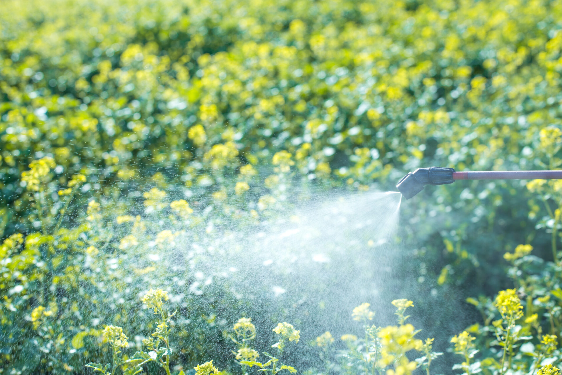 close-up of chemical sprayer spraying insecticide on garden plants