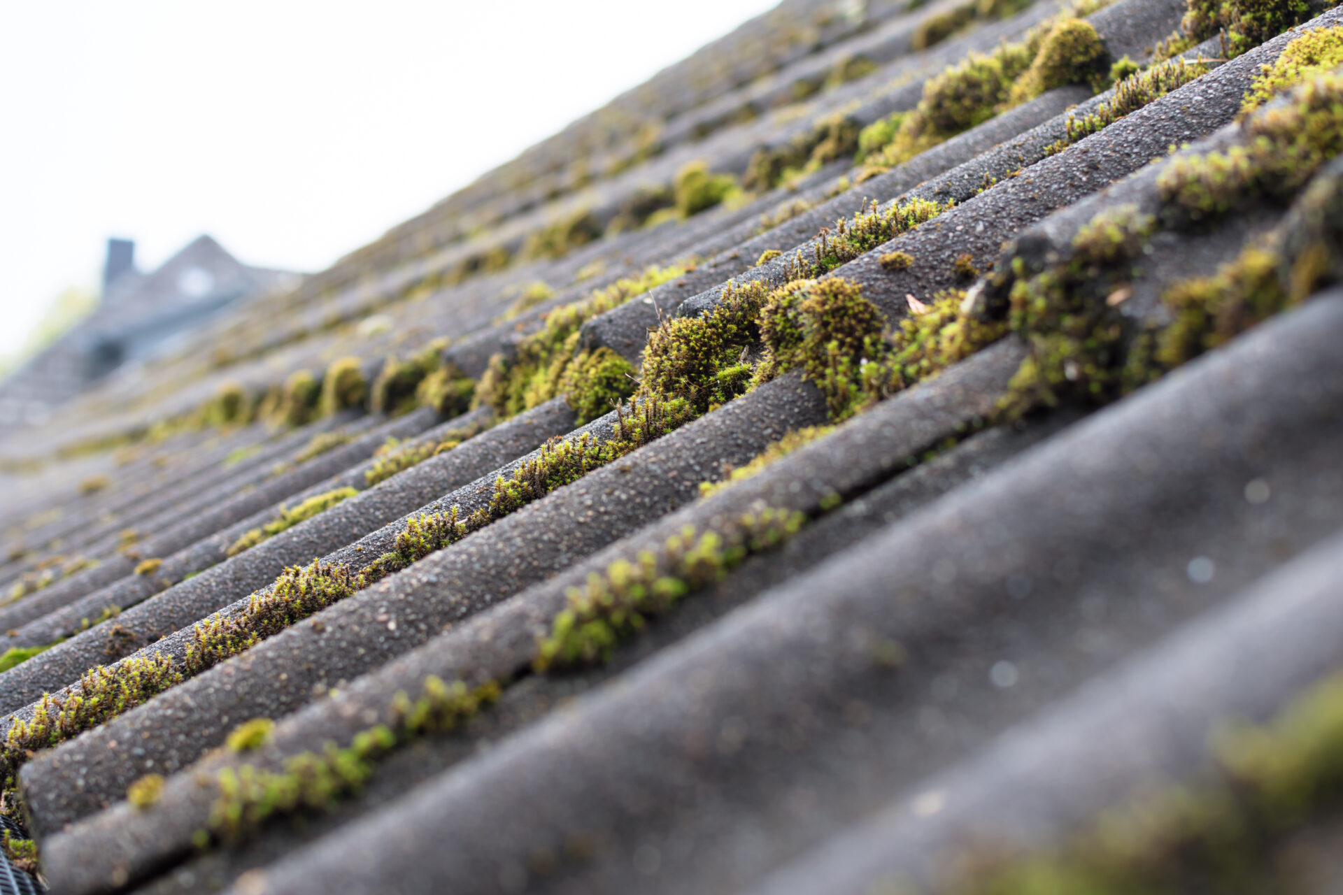 Moss on a tiled roof