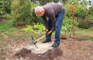 Tree stump