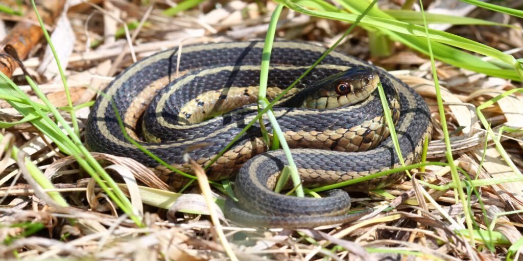 Garter snake in grass