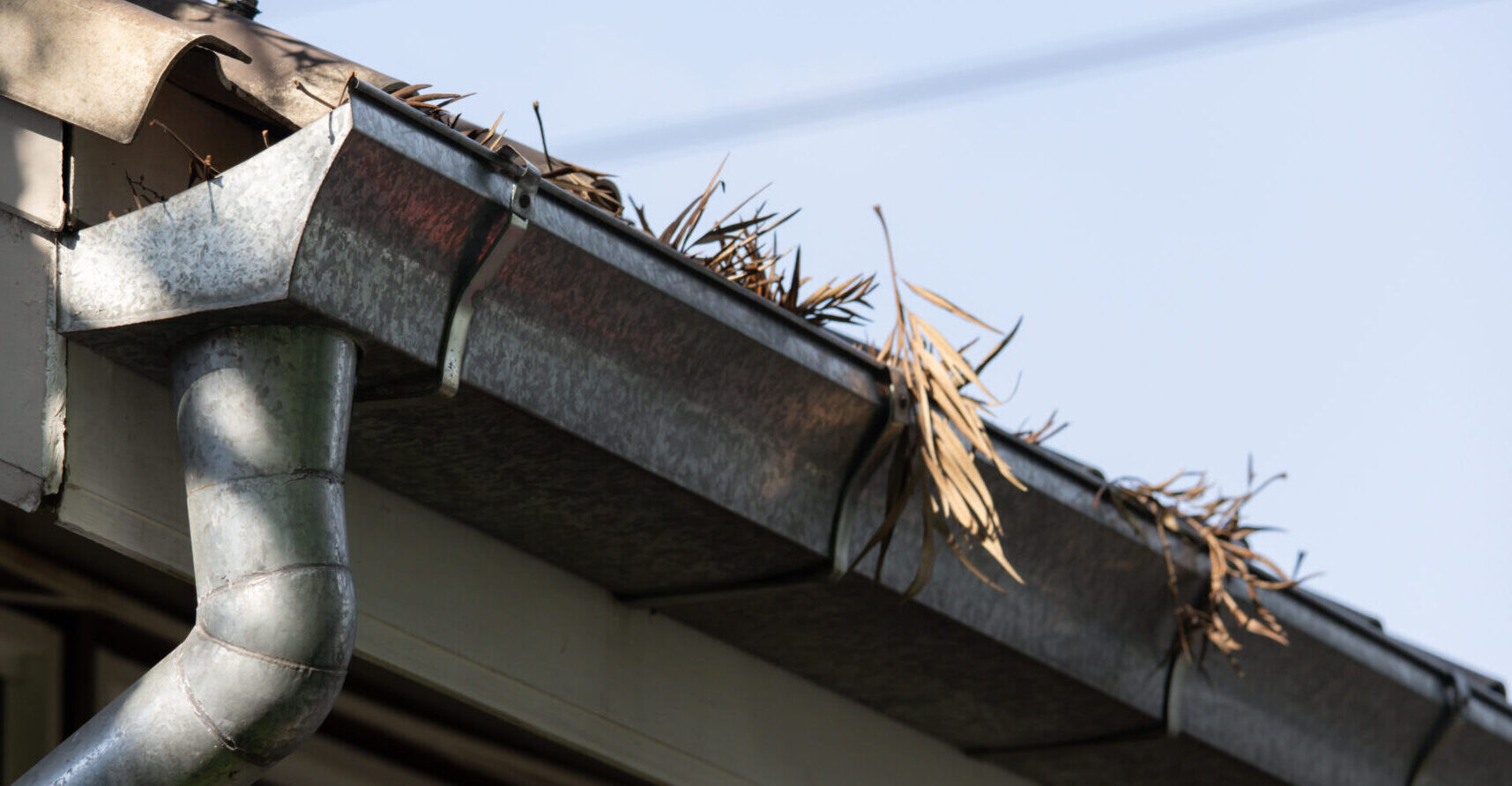 A gutter is full of leaves and debris. The rain gutter is attached to the roof of a house.