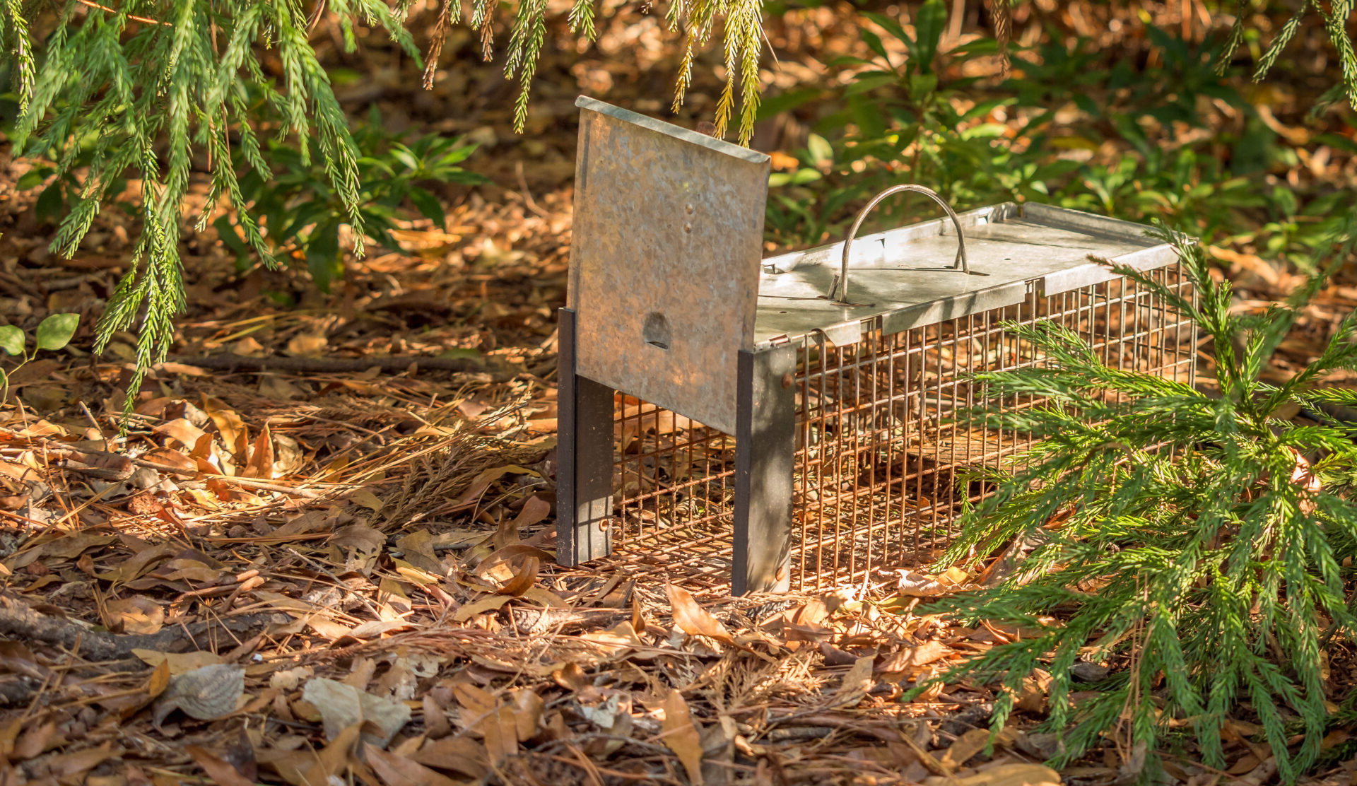 live animal trap placed in a garden