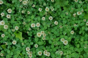 White clover in a yard.