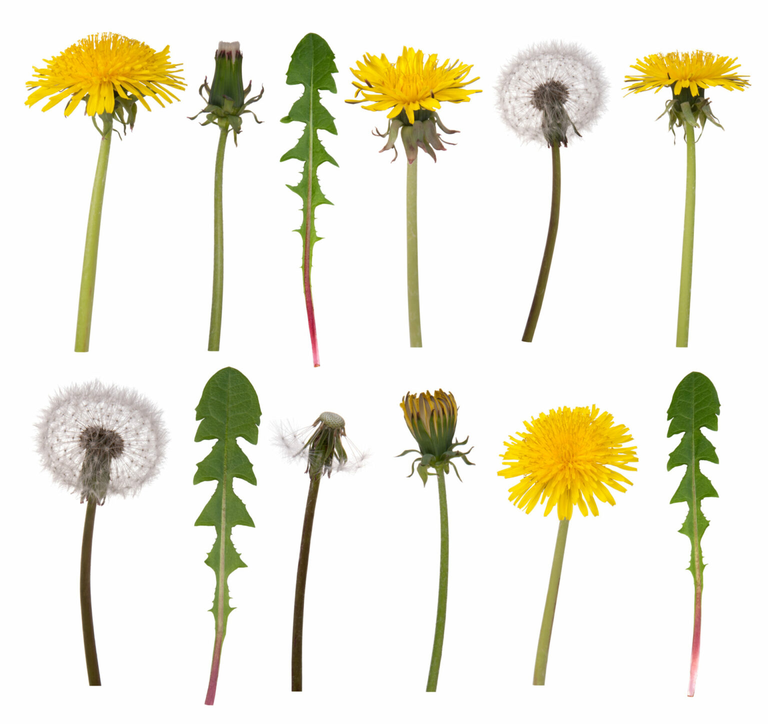 How To Kill Dandelions in Your Yard