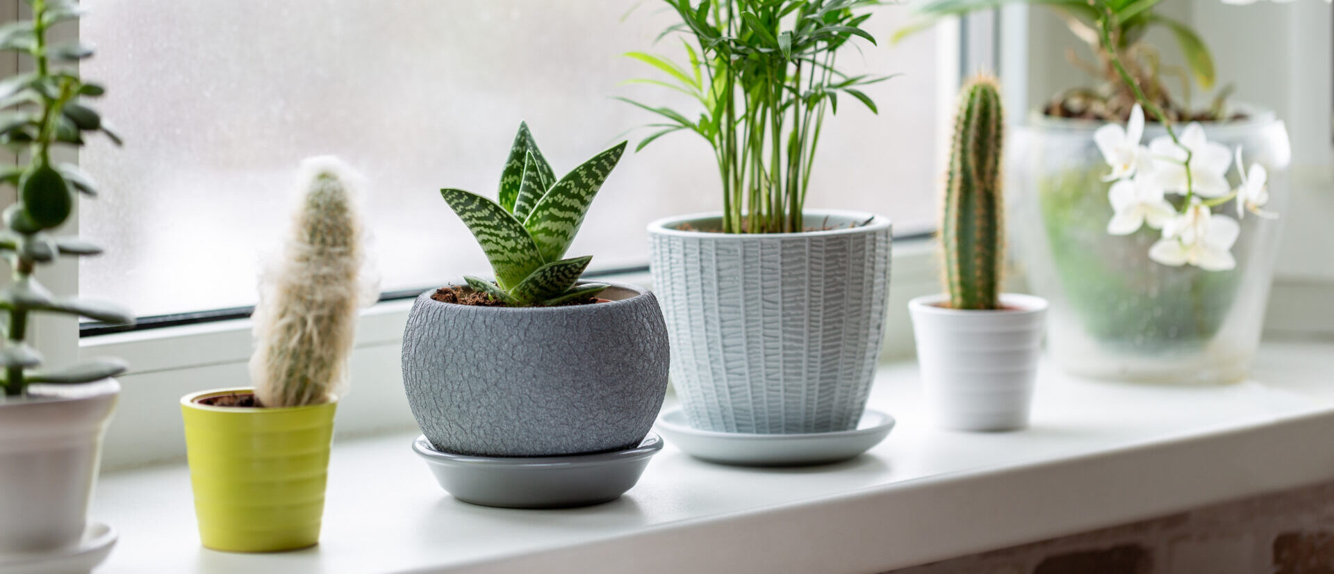 Succulents on a windowsill