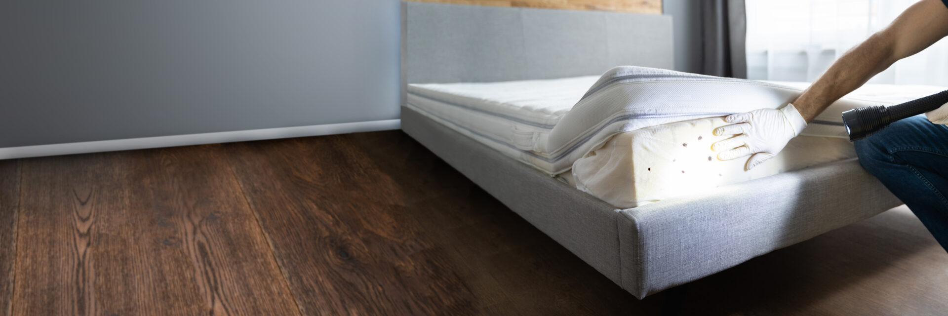 man inspecting a mattress for bed bugs using a flashlight