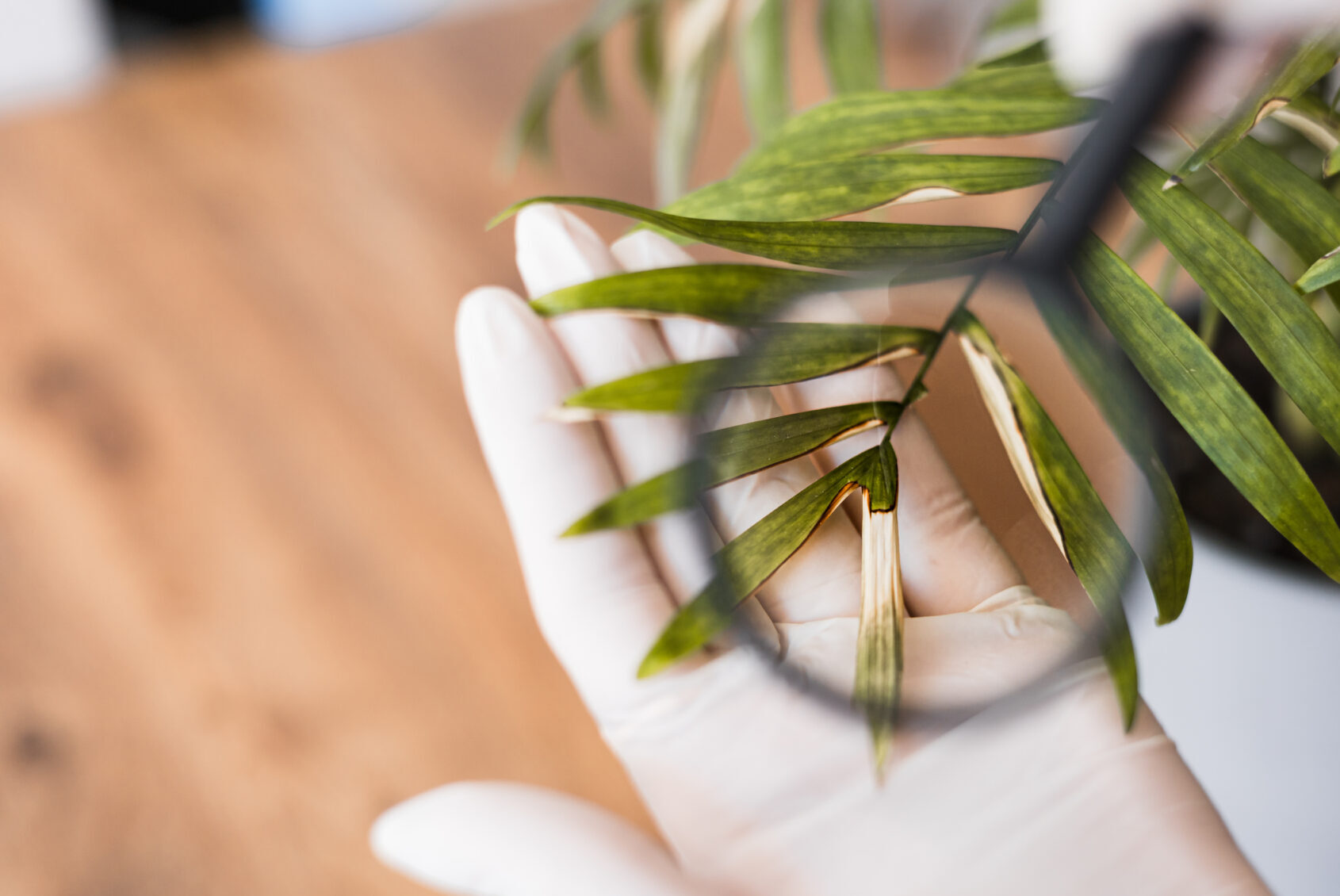 A person wearing gloves carefully inspects green plant leaves using a magnifying glass