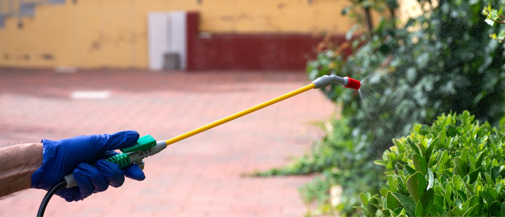 exterminator spraying pesticide on garden shrubs