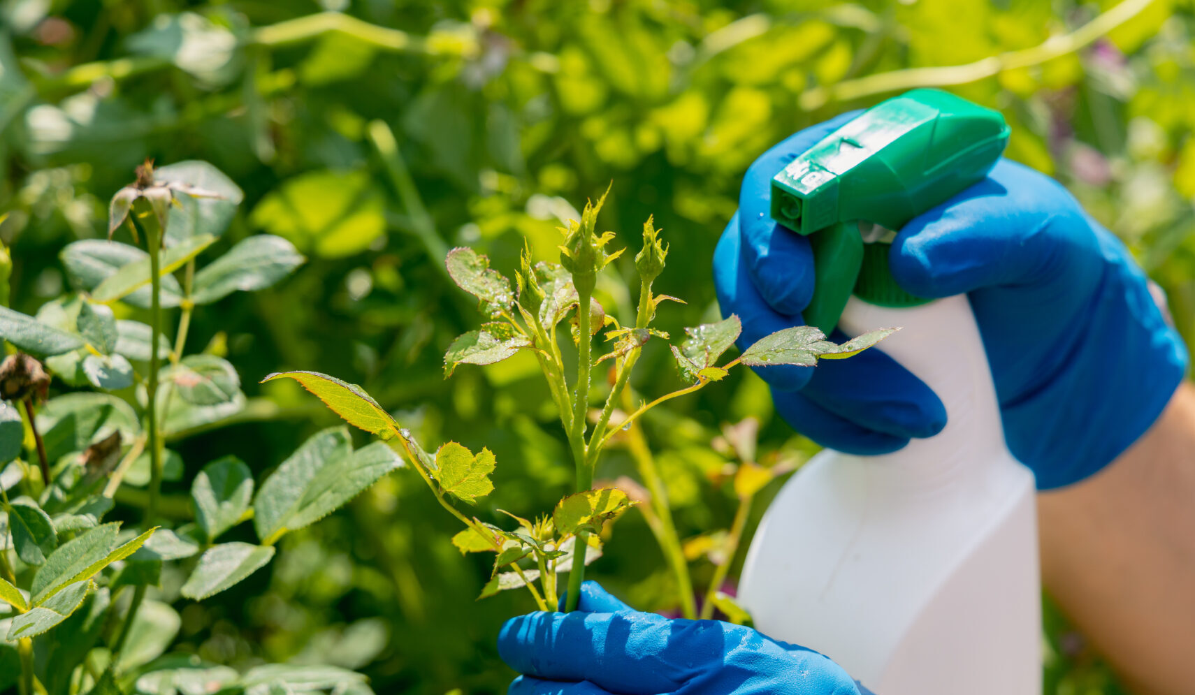 pest treatment in the garden