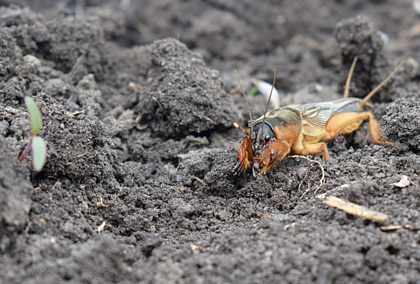 Mole Cricket Print, 1960s Entomology Illustration, Natural History Wall Art  - Etsy, image size:1402x947