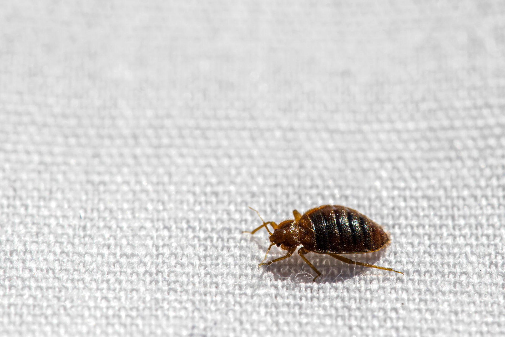 What Are The Tiny Brown Bugs Inside My House What Are The Tiny Brown Bugs Inside My House