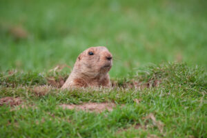 Groundhog's head peaking out of a hole in a lawn.