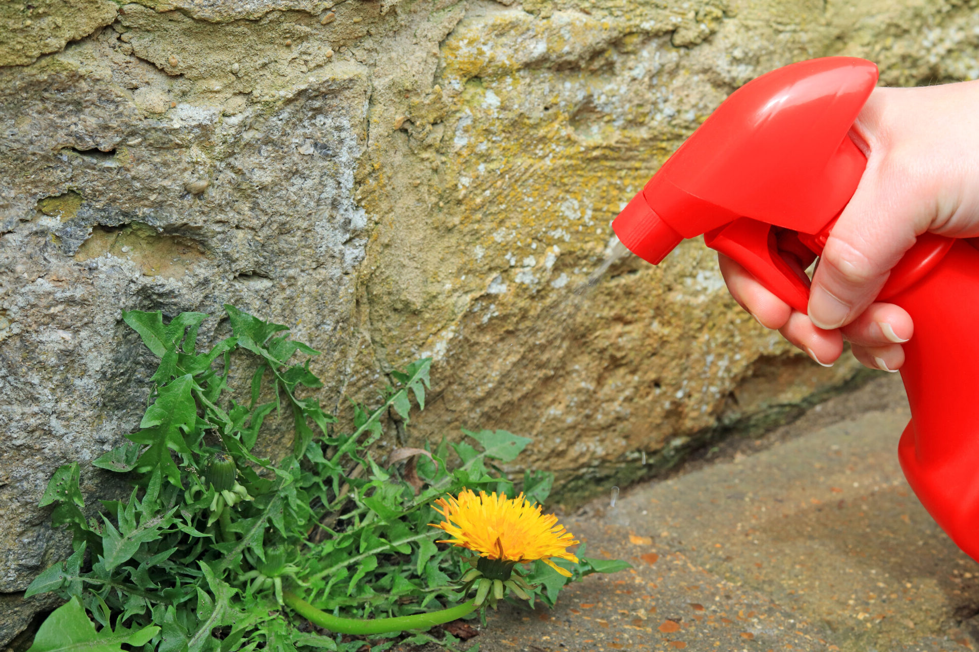 A homemade weed killer in a red spray bottle being applied to dandelion weeds growing on a pathway.