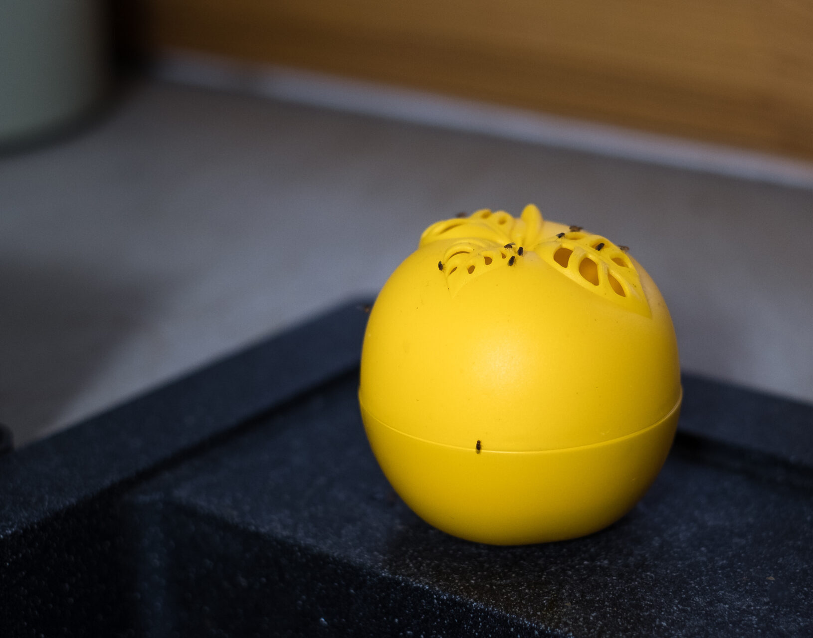 Reusable apple shaped fruit fly trap filled with liquid to remedy an infestation.