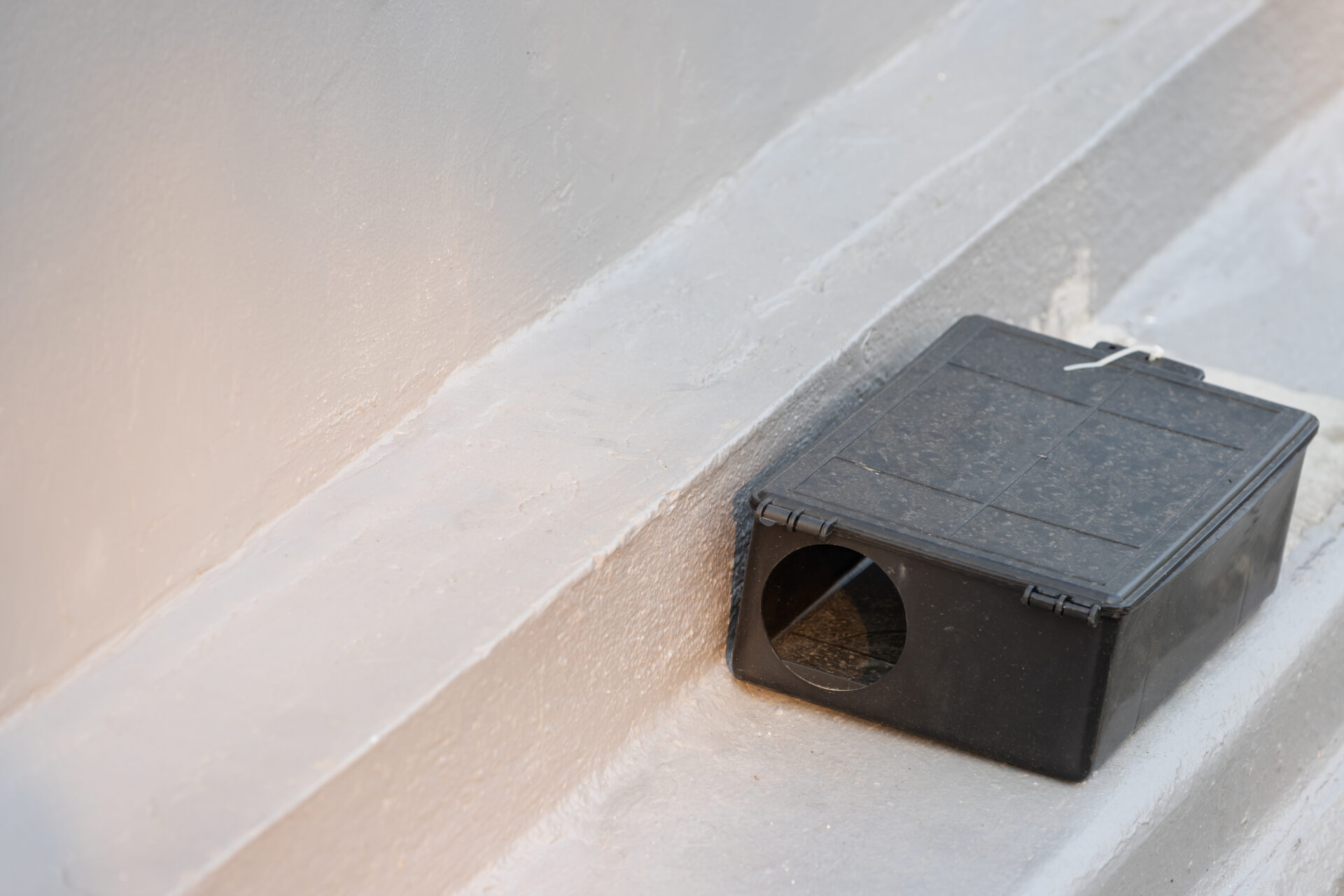 A black plastic animal trap on concrete floor