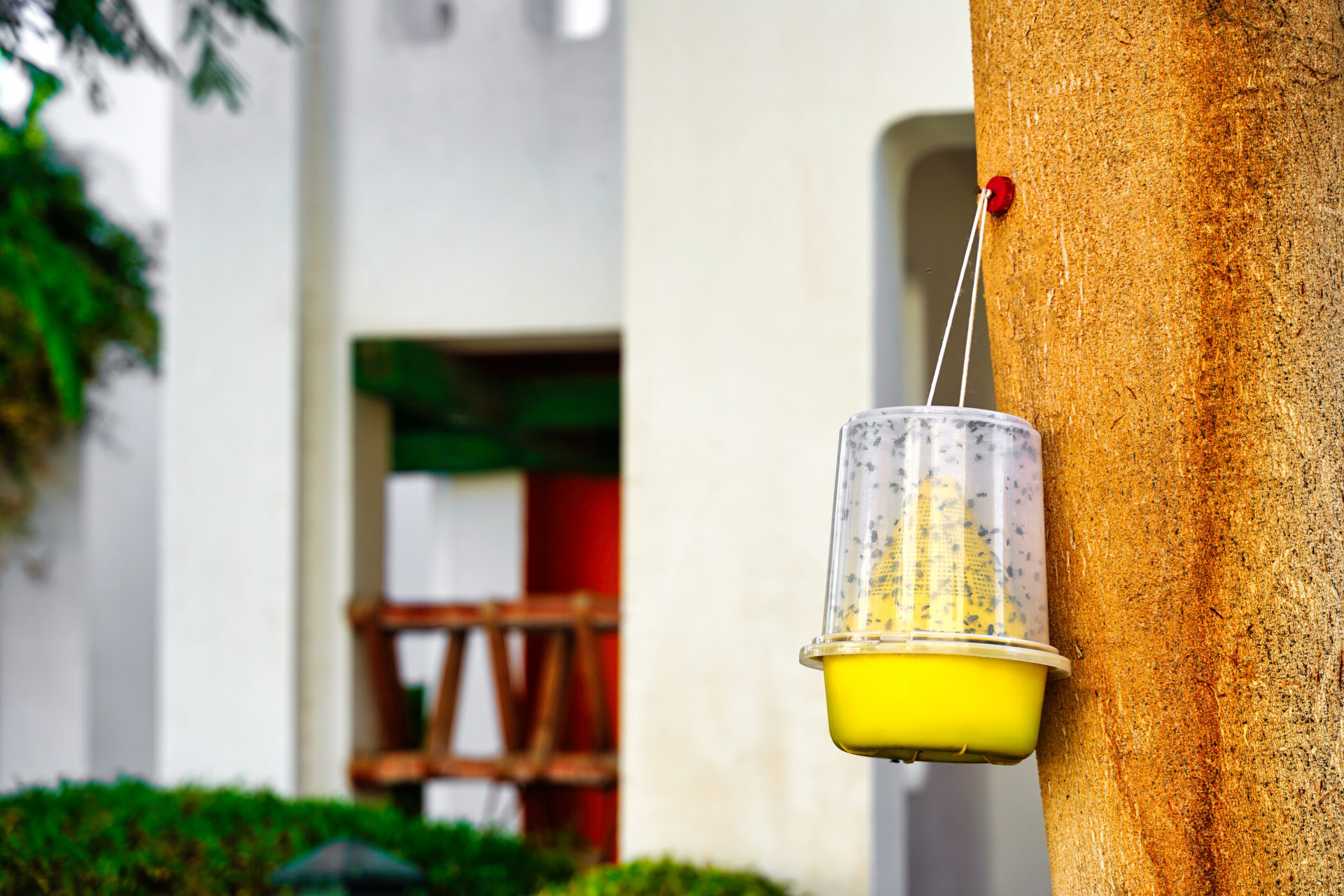 diy fruit fly trap hanging near the house