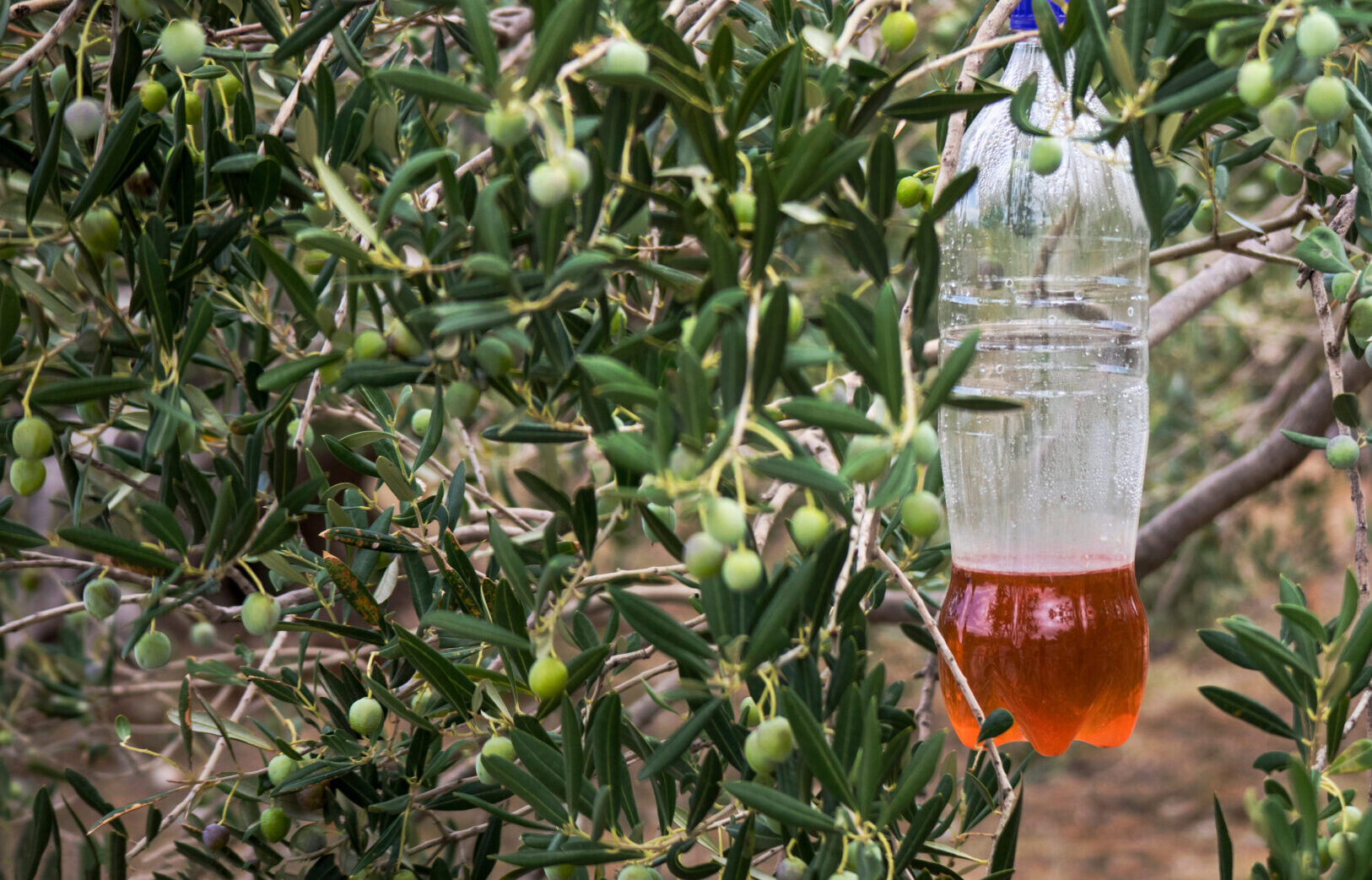 Ecological olive fly trap, plastic bottle with bait for insects hanging on olive branch.