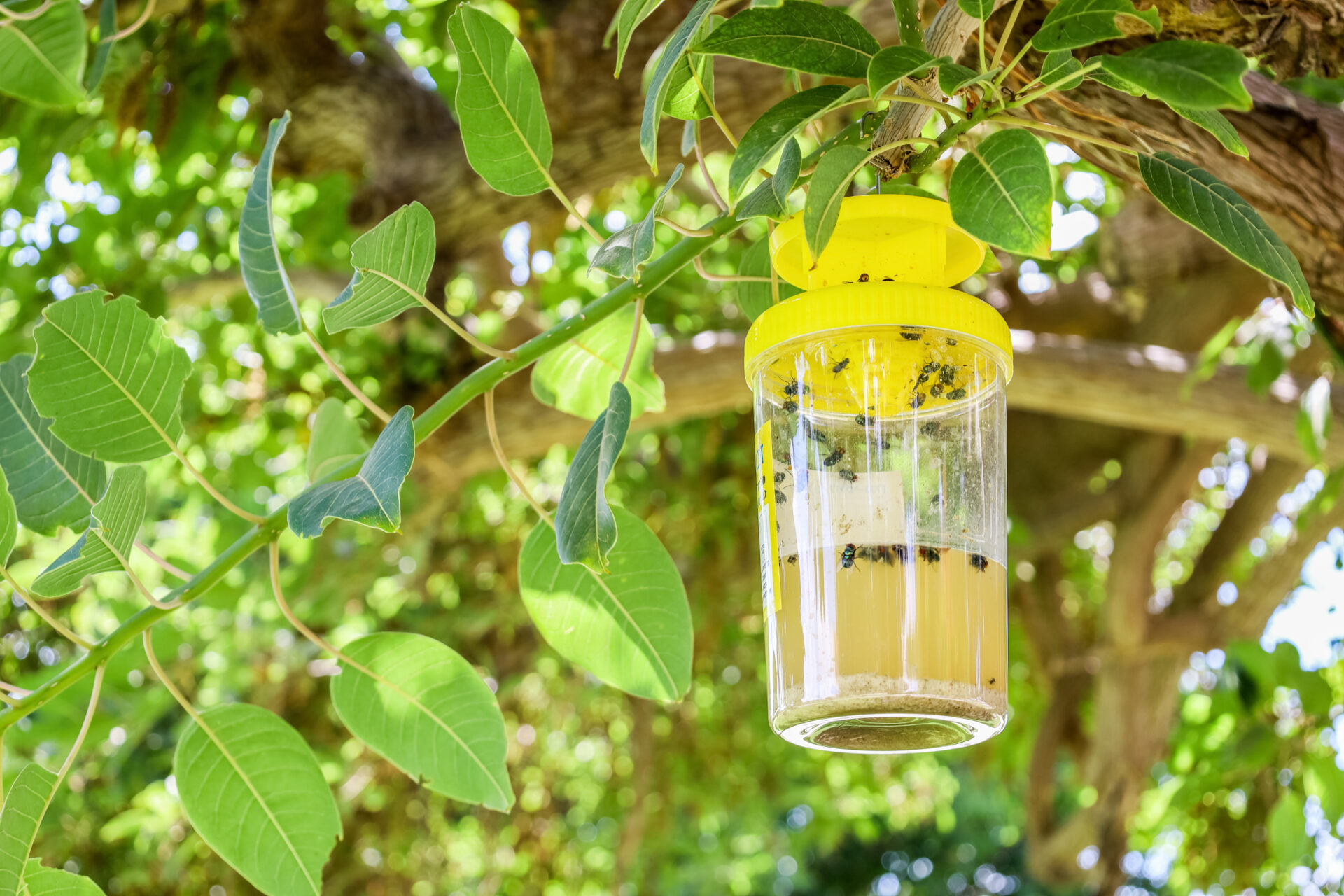 DIY fly trap hanging on tree outdoors