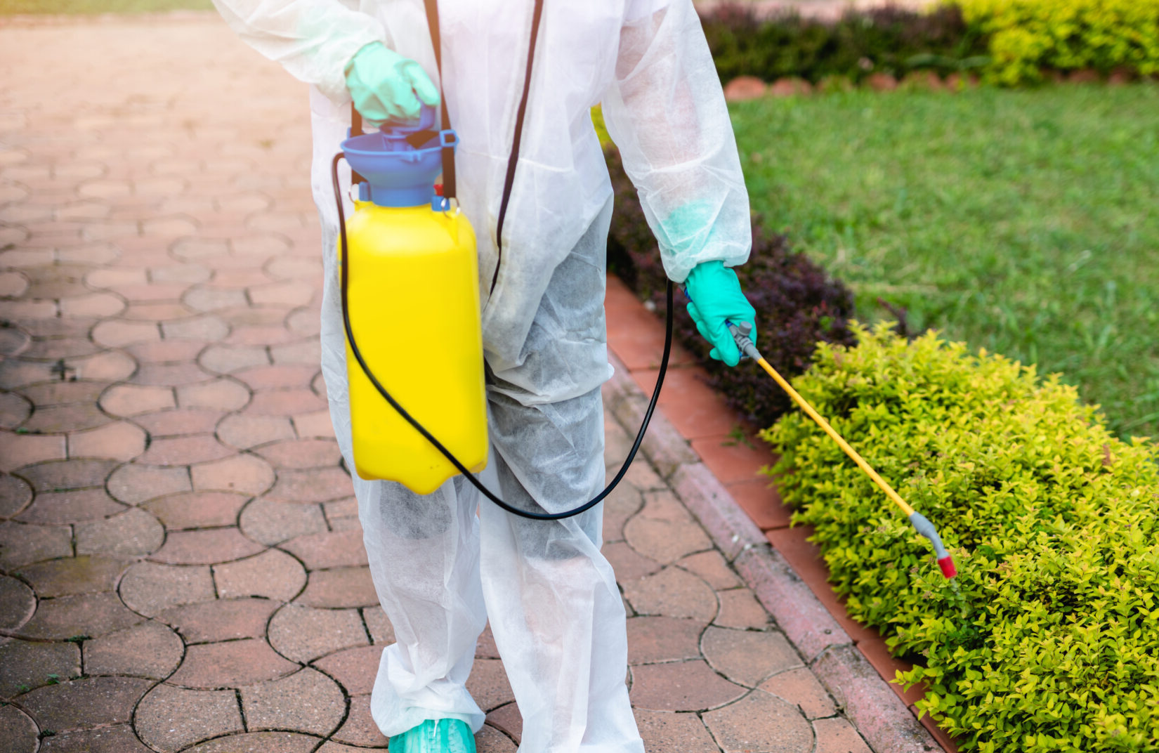 Exterminator in work wear outdoors spraying plants with a natural insecticide.