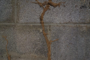 Termite mud tubes on a concrete wall, the tunnels are used to connect the colony to a wood food source.