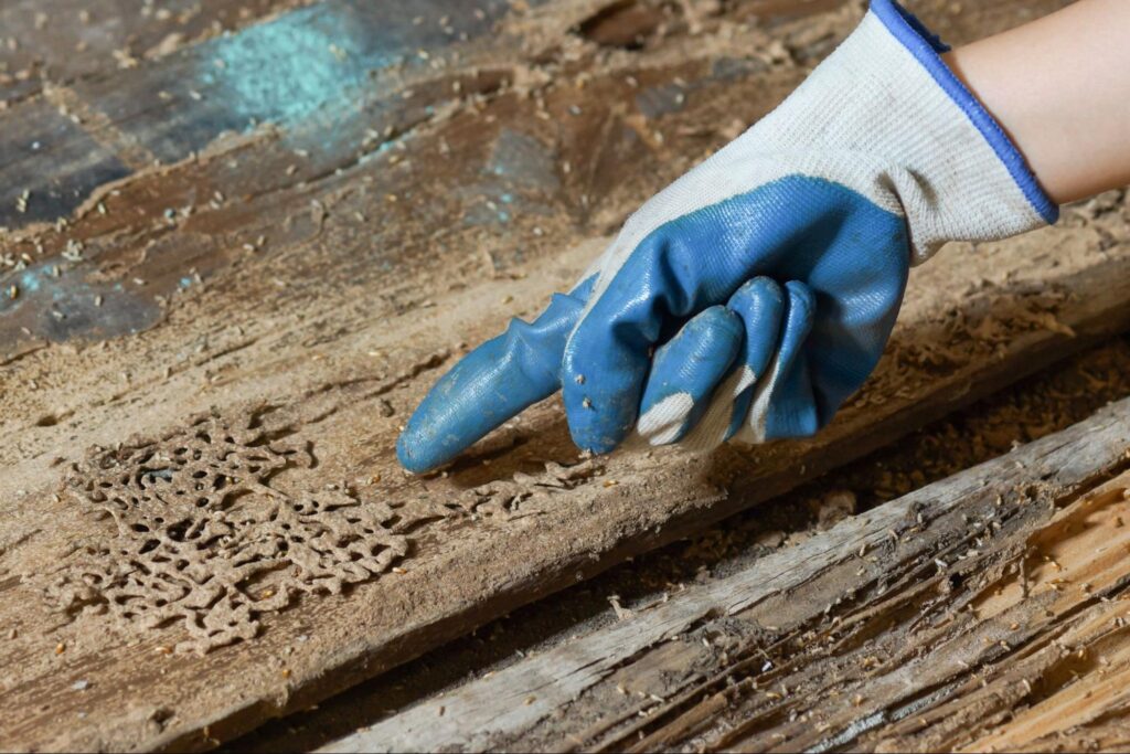 Gloved hand pointing at termite damage on old wood with visible tunnels and decay.