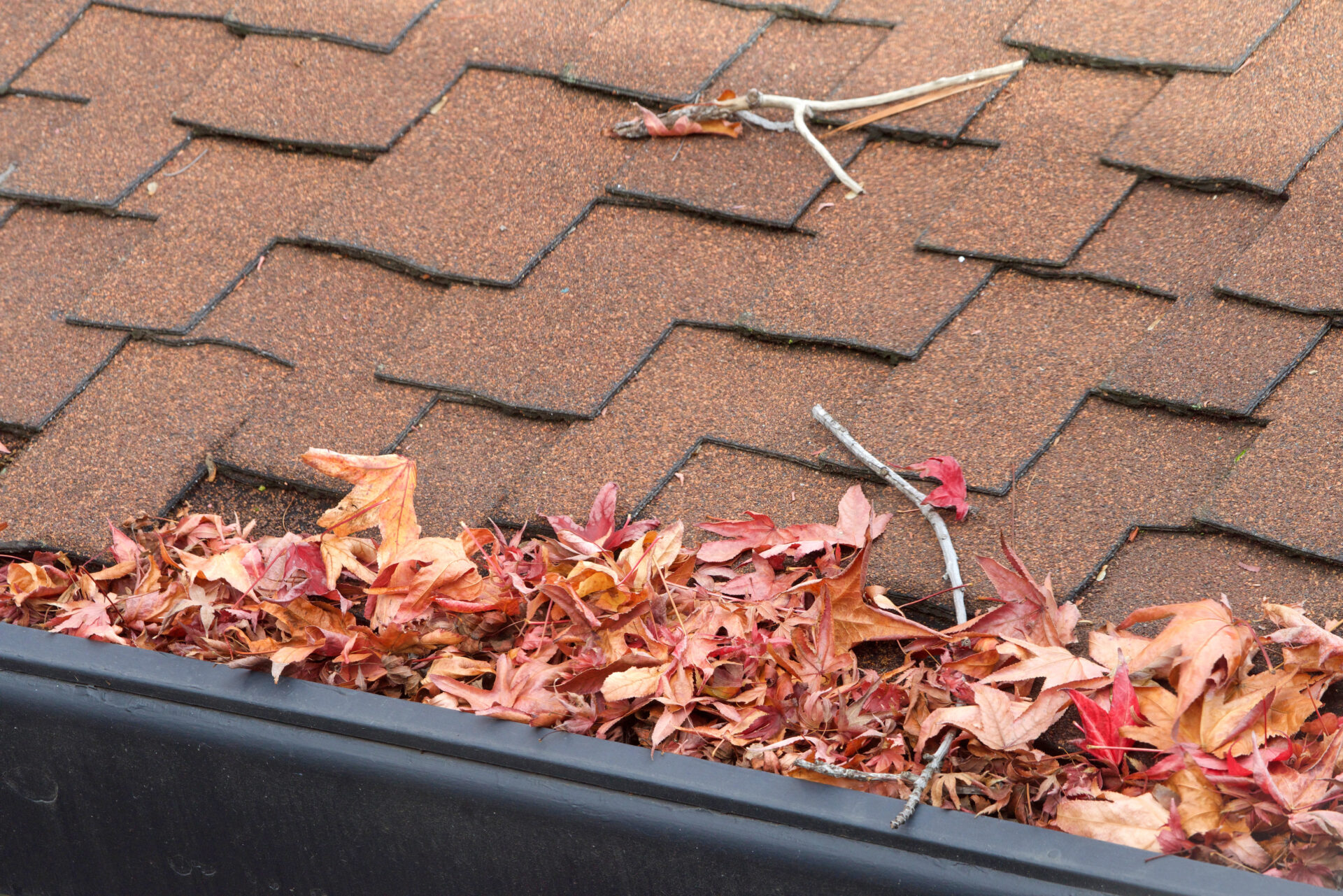 A brown shingle roof with a gutter filled with dry, red and brown leaves and twigs.